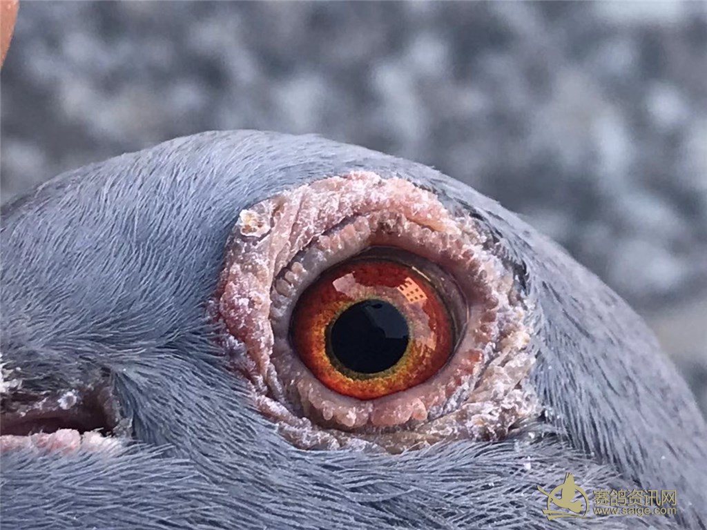 汕尾市海丰海翔赛鸽俱乐部,2018-19-0251314