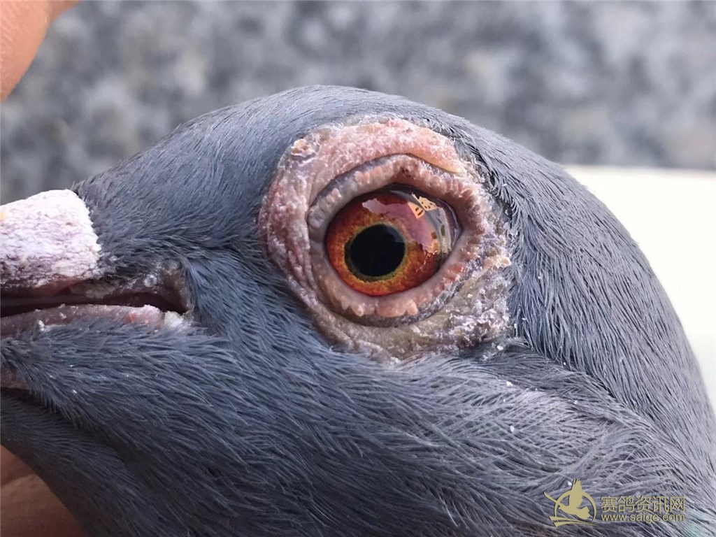 汕尾市海丰海翔赛鸽俱乐部,2018-19-0251314