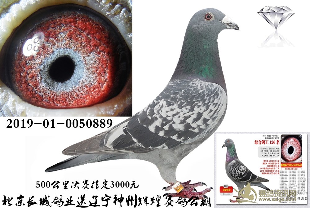 北京长城鸽业送辽宁神州辉煌公棚参赛费8800元 决赛指定3000元,质量