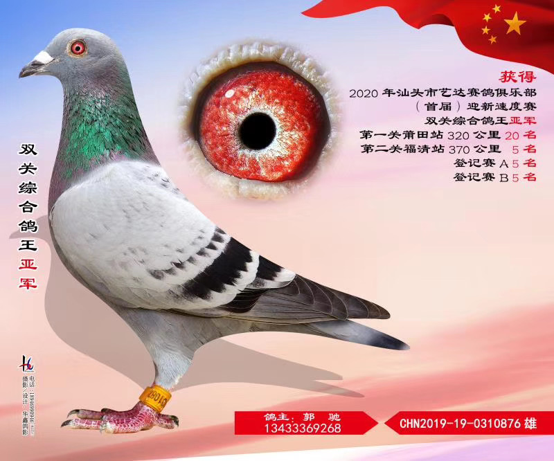 汕头市艺达赛鸽俱乐部首届迎新速度赛双关综合鸽王亚军