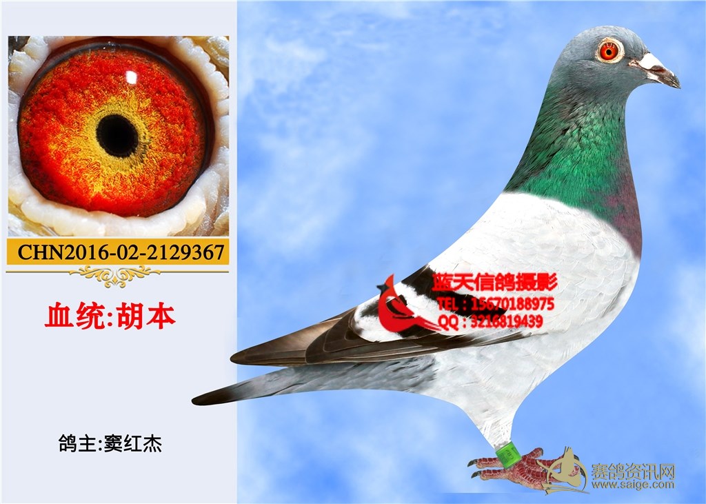 在线信鸽修图承接协会个人公棚后期处理出图快