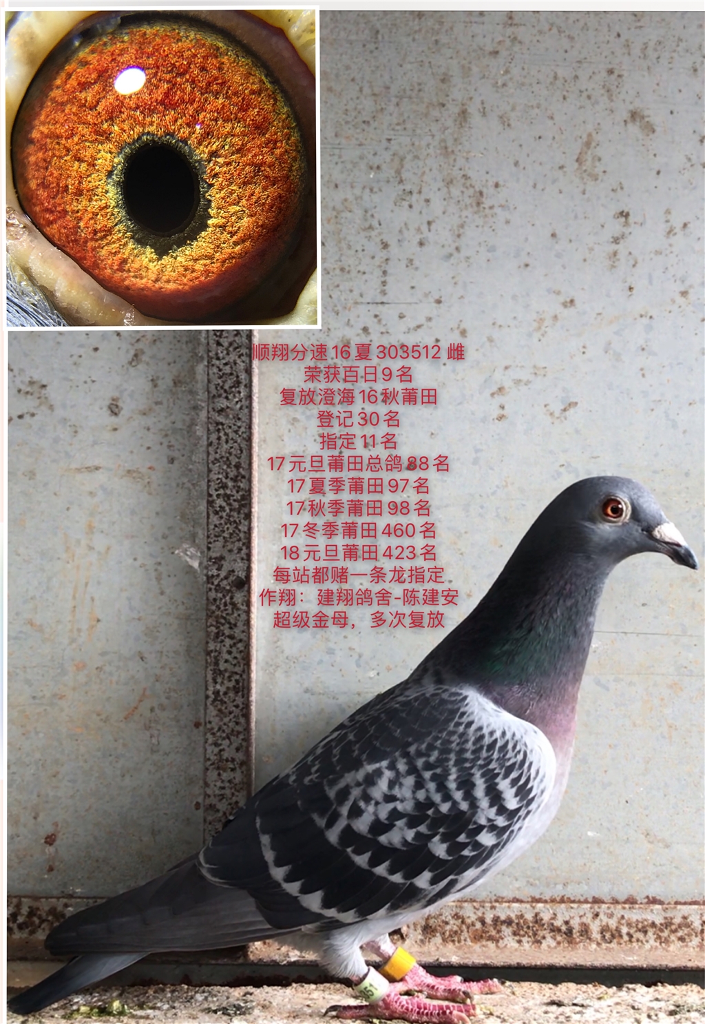 建翔鸽舍-陈建安 超级金母,一年四季复放 多次复放成绩鸽,指定一条龙