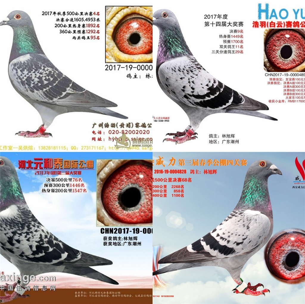 新到广东潮州金龙鸽业-林旭辉(潮州信鸽协会-会长)兼裁判长 喜欢联系
