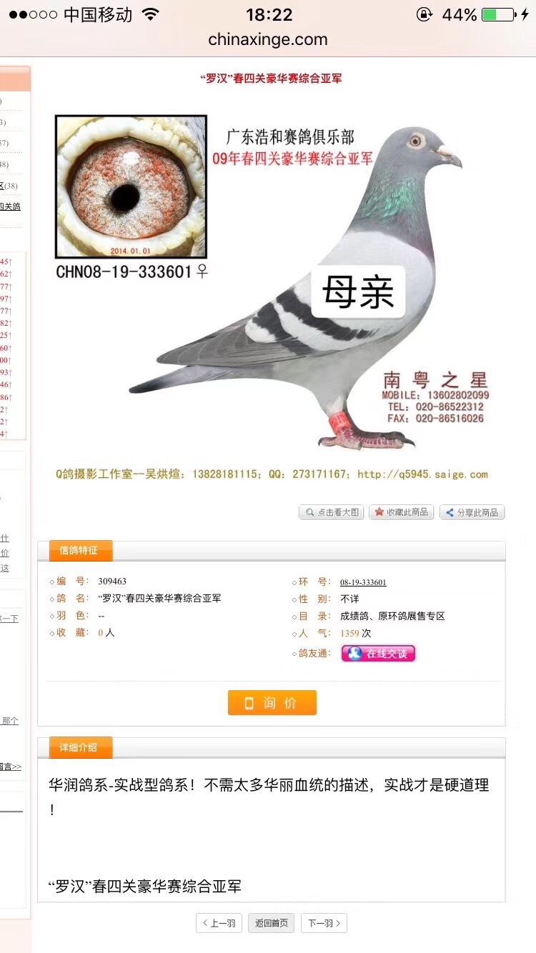 新到清棚鸽 带血统书 广州罗剑星华夏王孙代 喜欢联系