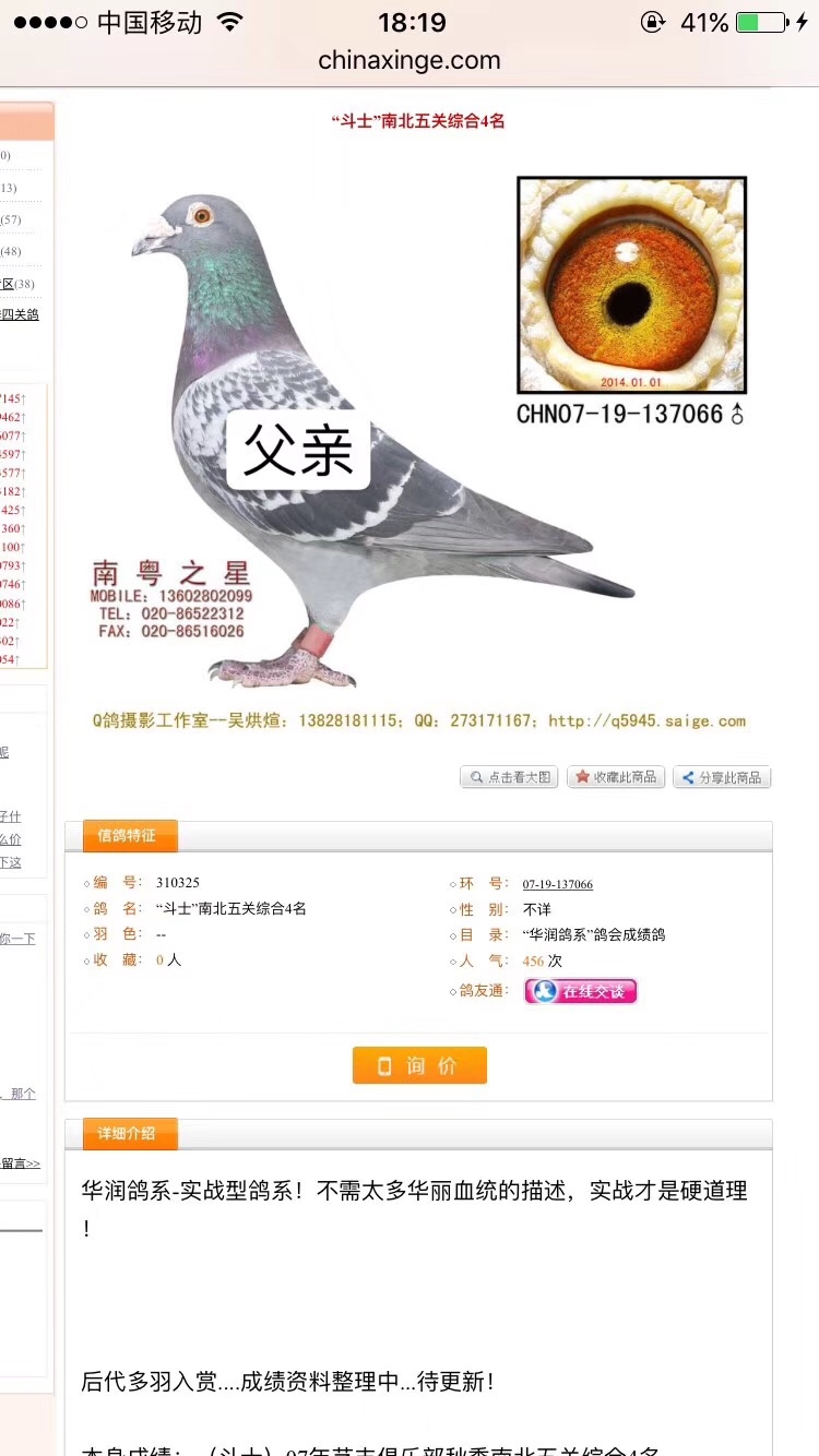 新到清棚鸽带血统书广州罗剑星华夏王孙代喜欢联系15813900386已售