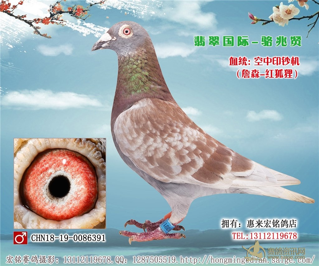 翡翠鸽业骆兆贤血统空中印钞机詹森红狐狸