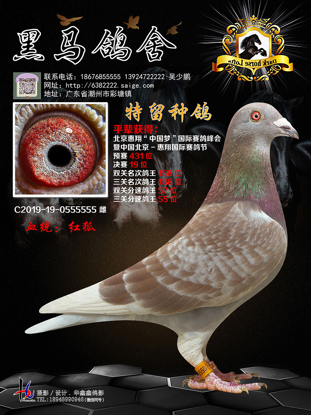 红狐19-0555555_爱鸽展厅_黑马鸽舍 - 赛鸽资讯网