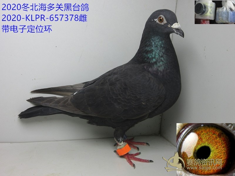 2020冬北海多关黑台鸽带电子定位环