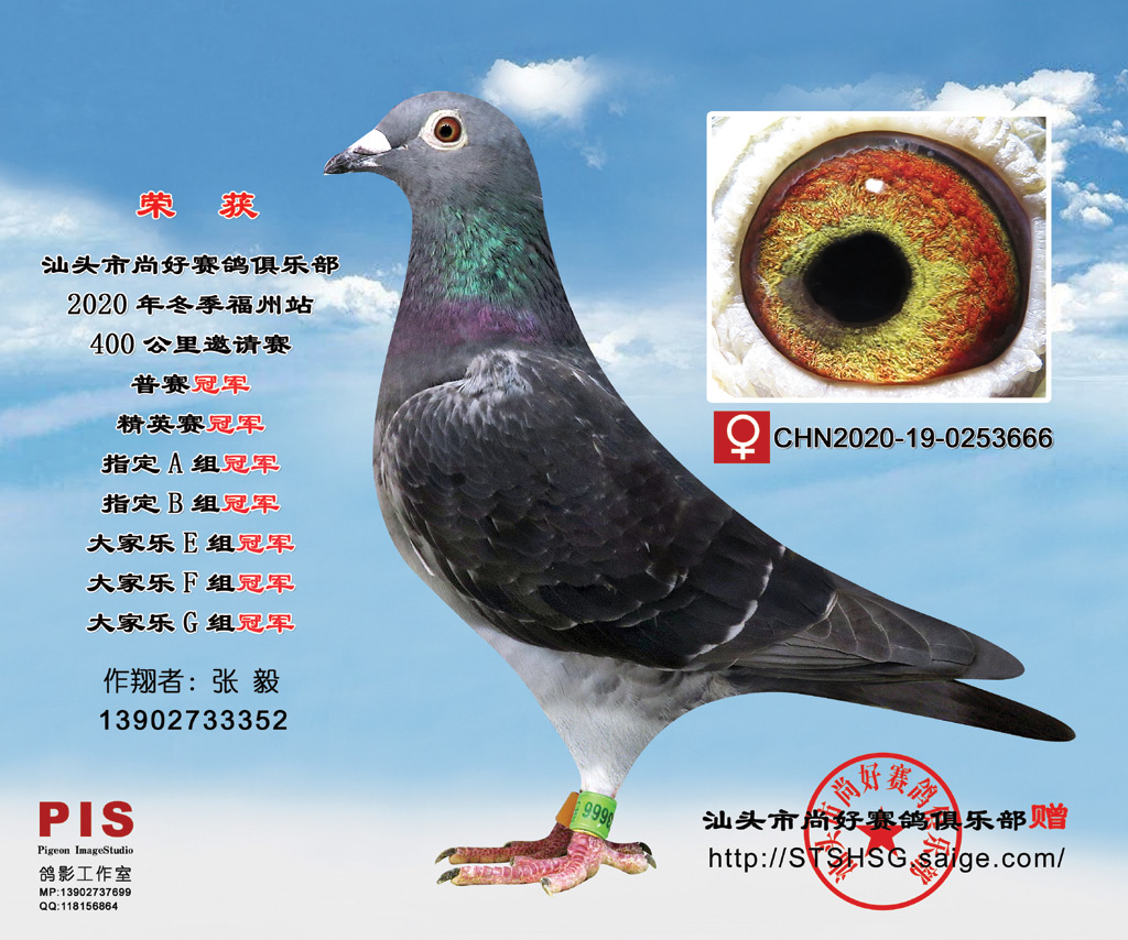 赛鸽-中国信鸽信息网相册