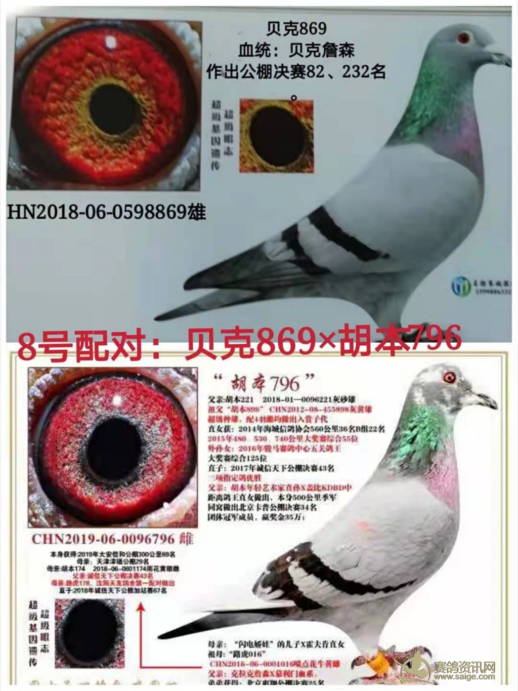 再来一组超级种鸽眼-中国信鸽信息网相册
