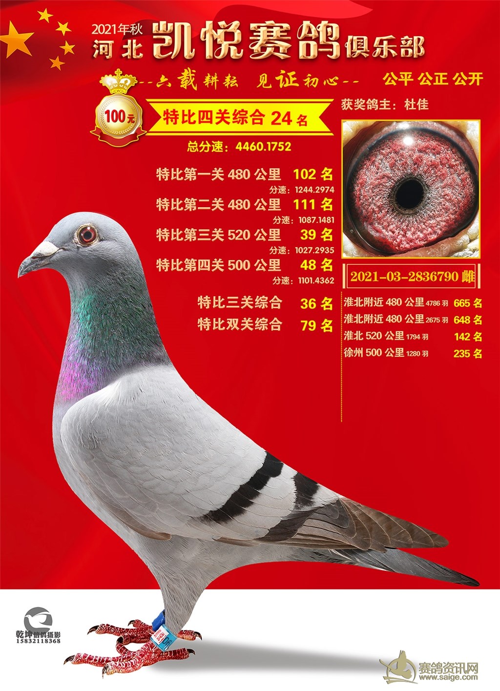 2021年秋凯悦赛鸽俱乐部100特比环照片