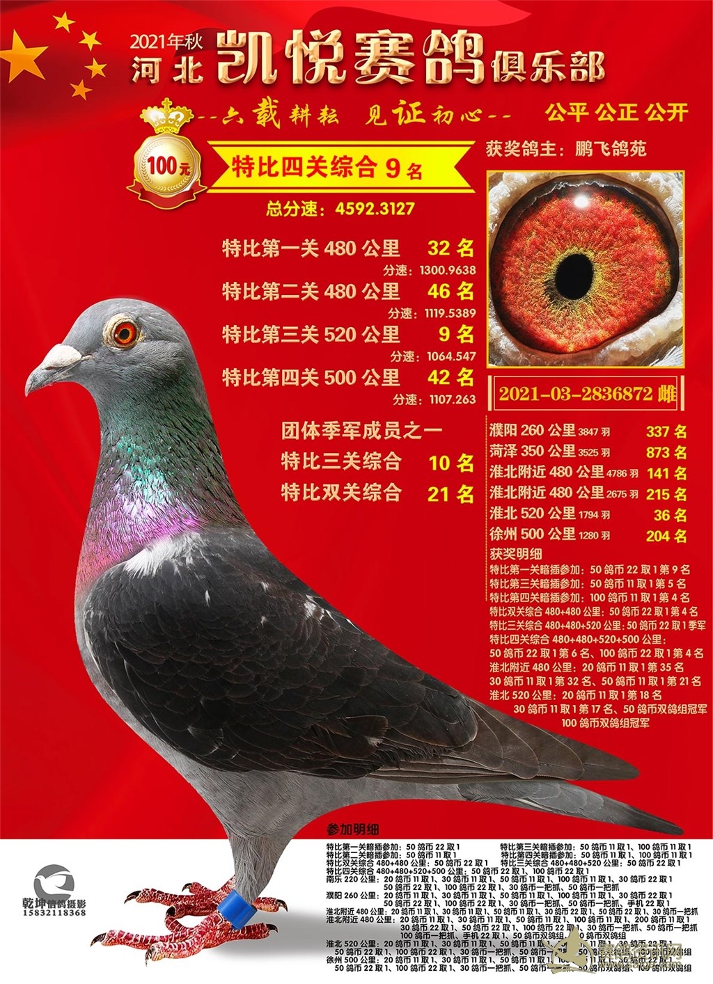 2021年秋凯悦赛鸽俱乐部100特比环照片