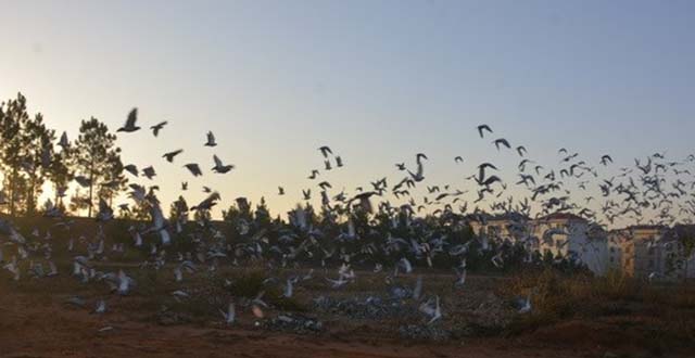 广州浩羽（黄埔）公棚第十一届第四关总决赛吉水站