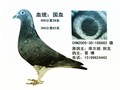 头相