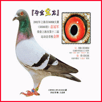 头相