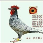 头相