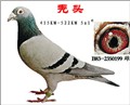 头相
