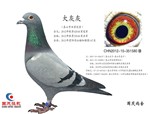 头相