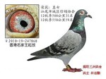 头相
