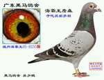 头相