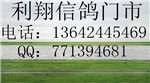 头相