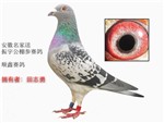 头相