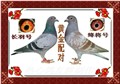 头相
