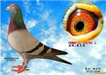 头相