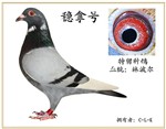 头相
