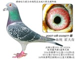 头相