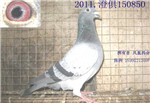 头相