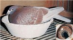 头相
