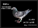 头相