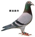 头相
