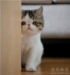 头相
