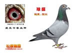 头相