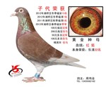 头相