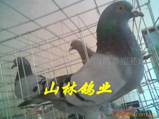 0b0063e9-9683-45ee-9c45-9c03617416d7_xxxx.jpg