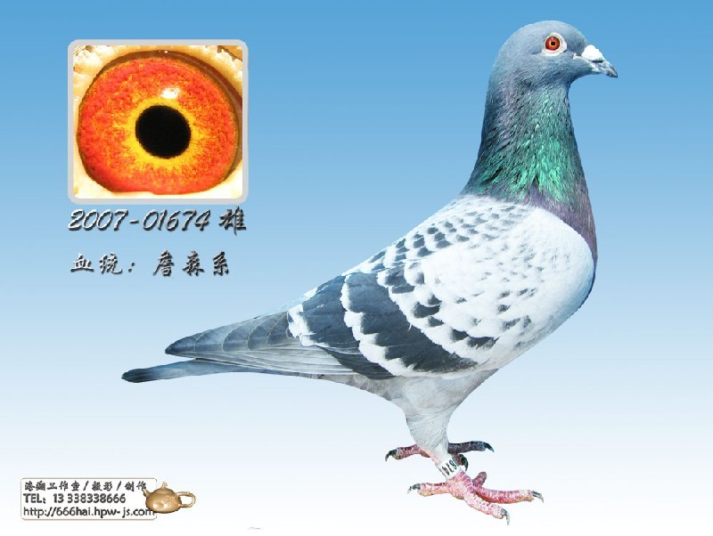 林波尔火箭鸽舍
