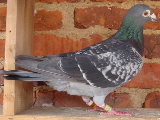 凡王路易_相册_信鸽