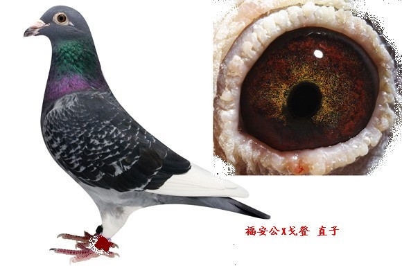 福安公x戈登 _相册_雅各 - 赛鸽资讯网