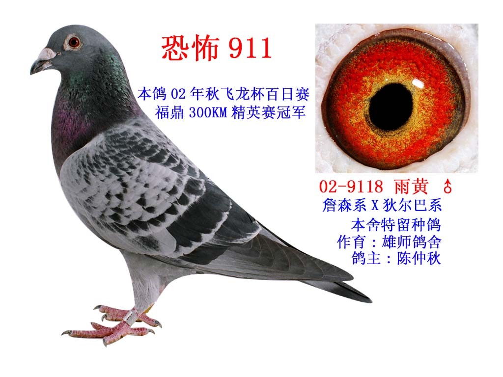 恐怖911_相册_雄师鸽舍 - 赛鸽资讯网