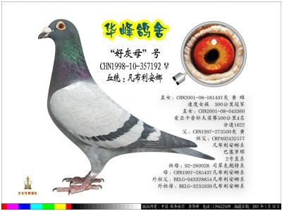 "好灰母"号 凡布利安娜系_相册_华峰鸽舍 - 赛鸽资讯网