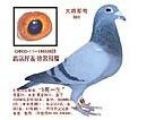 中国贵阳勋翔鸽舍