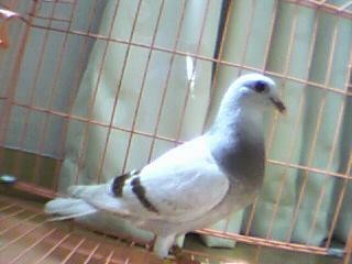 军鸽鸽舍_军鸽陈文广鸽舍_上海永胜鸽舍名鸽