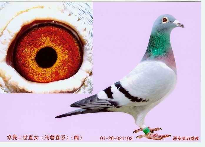 种鸽_相册_吉祥鸽舍 - 赛鸽资讯网