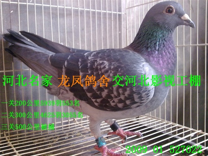 河北名家龙凤鸽舍交河北影视_相册_﹎:常胜鸽