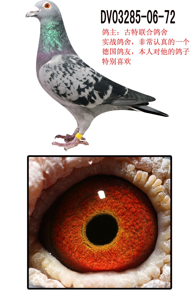 拂晓鸽舍