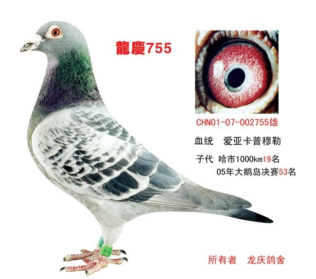 ղɭָչʾ