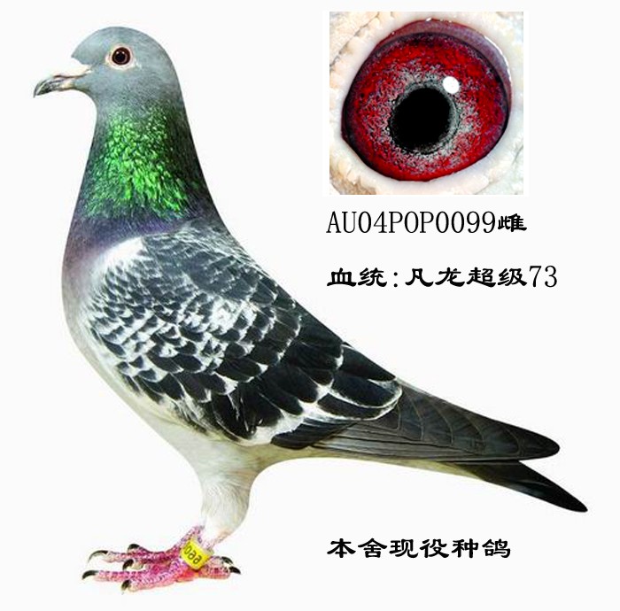         种鸽凡龙超级73孙